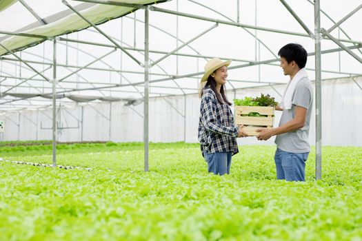 Couples are happy picking up together hydroponic vegetable at the farm.