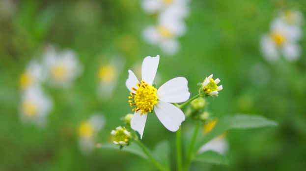 Beautiful wild flowers blooming in field.