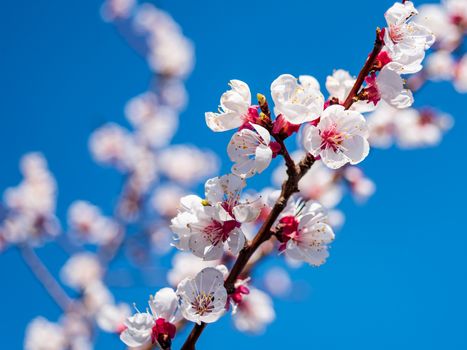 Detail view of a flowering apricot tree branch in front of a deep blue sky