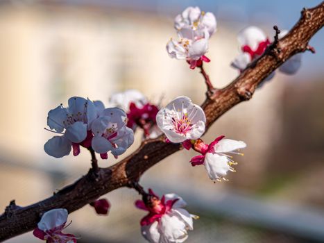 Detail view of a flowering apricot tree branch with a blured building in the background