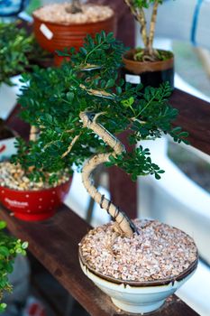 Decorative plants for decorating a room in a street market in Asia.