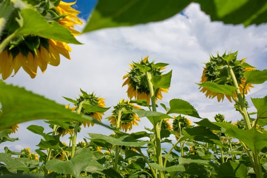 Sunflowers on the field on a bright sunny summer day. Sunflower seed