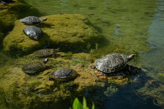 Plenty of pond slider water turtle (Trachemys scripta) are basking in the sun on rocks in a pond.	