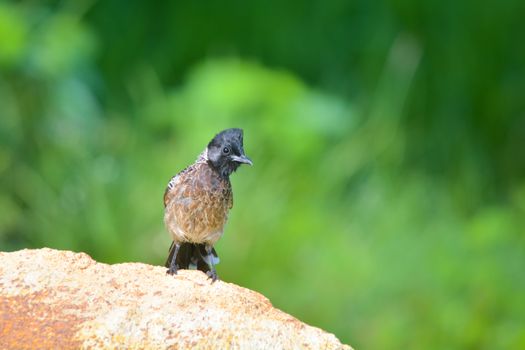 The red-vented bulbul is a member of the bulbul family of passerines. It is a resident breeder across the Indian subcontinent, including Sri Lanka