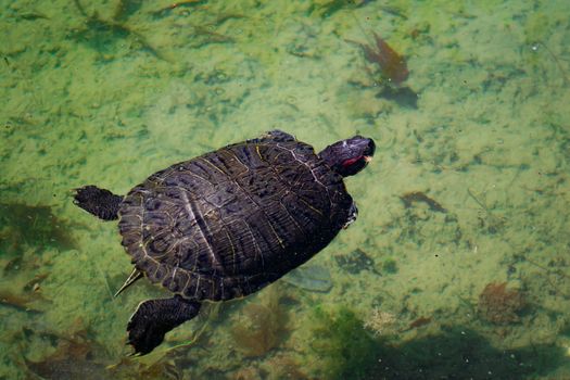 The pond slider water turtle (Trachemys scripta) is swimming in a pond on a sunny day. Horizontal stock image.