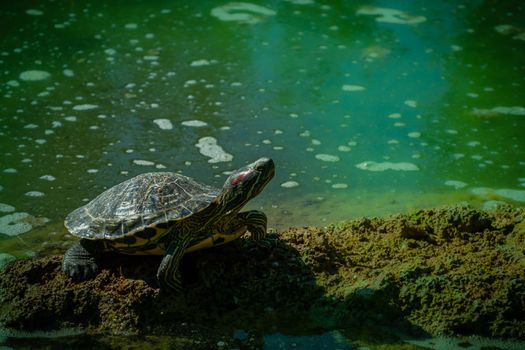 The pond slider turtle (Trachemys scripta) is basking in the sun on a rock in a pond.  Horizontal stock image. 