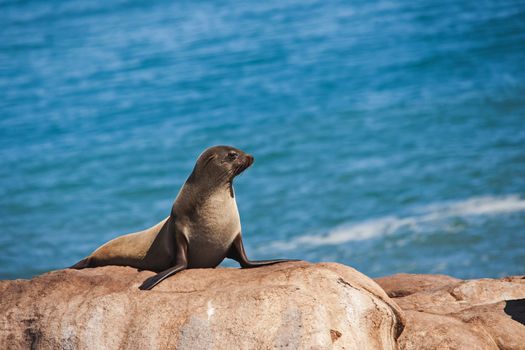 Cape Fur Seal (Arctocephalus pusillus), also known as Brown Fur Seal, on the Atlantic Coast of South Africa in the Namaqua National Park.