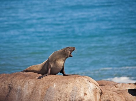 Cape Fur Seal (Arctocephalus pusillus), also known as Brown Fur Seal, on the Atlantic Coast of South Africa in the Namaqua National Park.