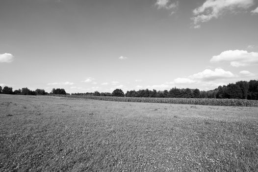 Deserted fields of Germany in black and white. Maize plantation in southern Bavaria.