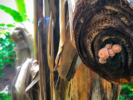 Boletus is growing on dead banana trees