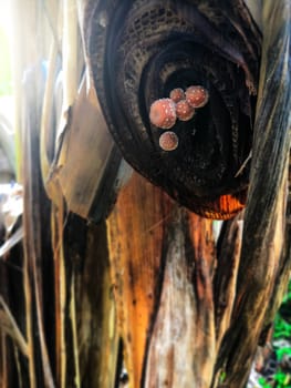 Boletus is growing on dead banana trees