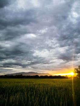 The sky is cloudy and rain drops on the leaves when the sunset