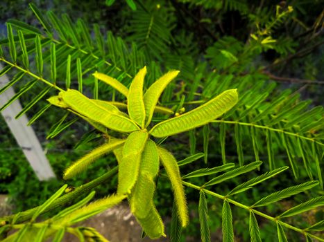 young pod of giant mimosa, thorny sensitive plant