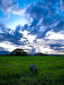 One buffalo in the field in the evening