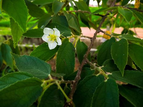 flower of Calabura, Jam tree, Jamaican cherry, Malayan Cherry, West Indian Cherry