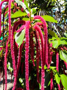 flowers of Chenille plant, Red hot cat's tail