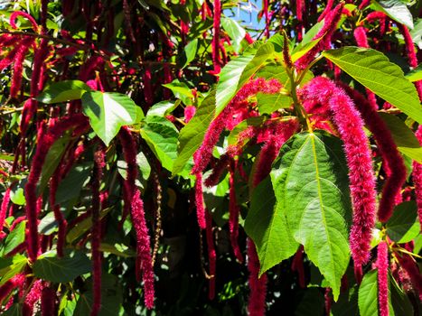 flowers of Chenille plant, Red hot cat's tail