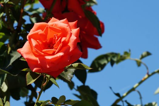 orange rose flower close up on nature background