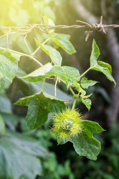 bud of passionflower (Passiflora foetida L.) growing up at barbed wire