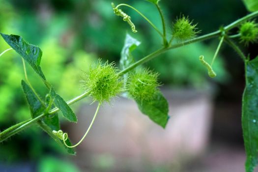 bud of passionflower (Passiflora foetida L.) growing up in the garden