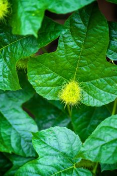 bud of passionflower (Passiflora foetida L.) growing up in the garden