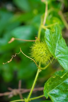 bud of passionflower (Passiflora foetida L.) growing up in the garden