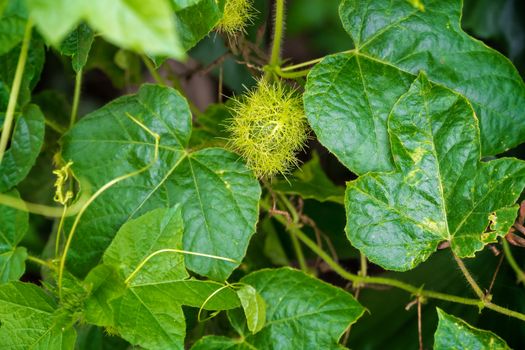 bud of passionflower (Passiflora foetida L.) growing up in the garden