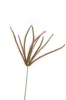 swollen finger grass, finger grass on white background