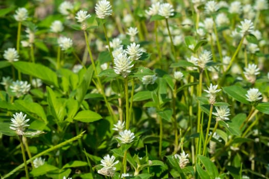 Gomphrena celosioides (GOMPHRENA GLOBOSA LINN.)