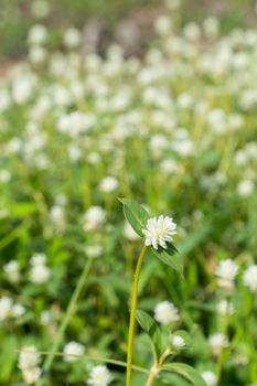 Gomphrena celosioides (GOMPHRENA GLOBOSA LINN.)