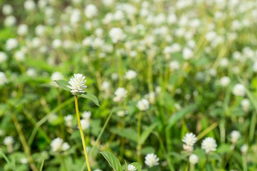 Gomphrena celosioides (GOMPHRENA GLOBOSA LINN.)