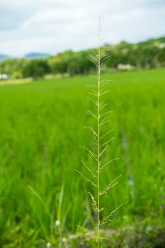 red sprangletop, ryegrass, feathergrass, chismastreegrass