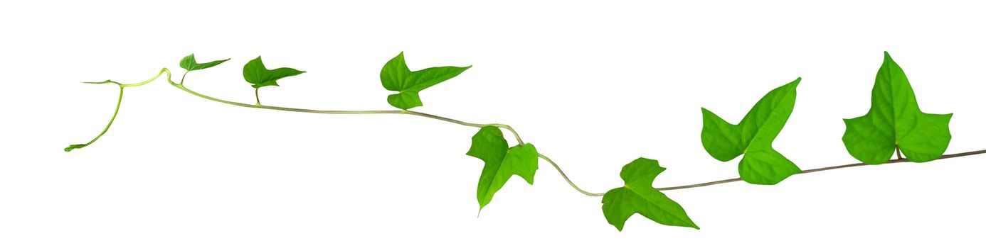 one of a kind ivy leaf on white background
