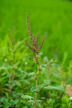 slender amaranth, slender amaranthus, pigweed