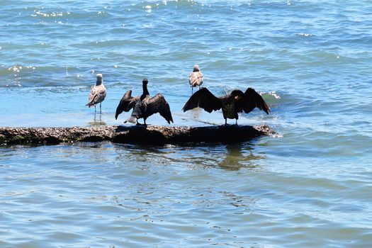 seabirds sit on a rock in the sea, spreading their wings