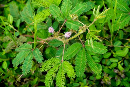 sensitive plant, shamebush, shame weed, shamor