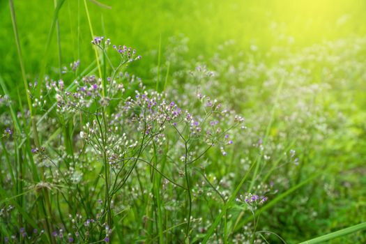 little ironweed, ash-coloured fleabane, purple fleabane