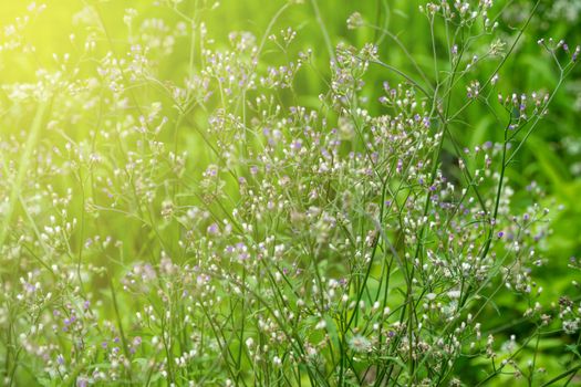 little ironweed, ash-coloured fleabane, purple fleabane