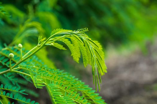 Young shoots of White popinac, Wild tamarind, Leadtree on the tree. In Thailand, popularly eaten with rice noodles.