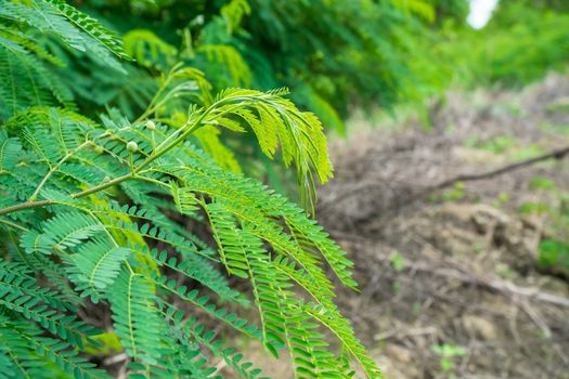 Young shoots of White popinac, Wild tamarind, Leadtree on the tree. In Thailand, popularly eaten with rice noodles.