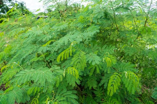 Young shoots of White popinac, Wild tamarind, Leadtree on the tree. In Thailand, popularly eaten with rice noodles.