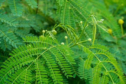 Young shoots of White popinac, Wild tamarind, Leadtree on the tree. In Thailand, popularly eaten with rice noodles.