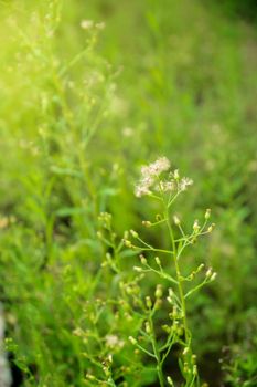 little ironweed, ash-coloured fleabane, purple fleabane