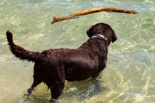 dog playing with a stick in the water.