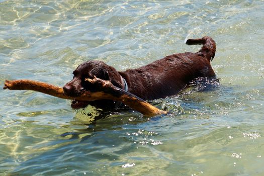 the dog carries a stick out of the water in its teeth.