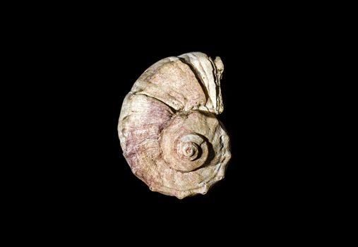 ocean shell on black background close up