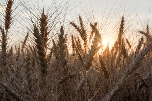 spikelets of wheat at sunset blurry nature background harvest