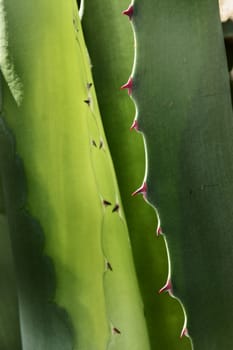 Blue -green agave leaves ,sharp red thorns  ,graphic effect ,high contrast , front view , vertical composition ,color shading 