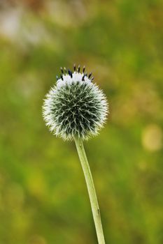 A bright echinops flower ( russian globe thistle or globethistle ), spherical flower of white or pale blue disc florets , vertical composition , selective focus ,