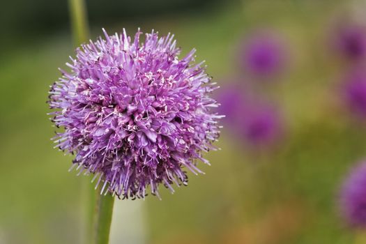 Ornamental onion also called german garlic , mountain garlic or allium , a globose flower with pale purple florets ,out of focus background ,